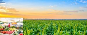 Training Course on Agricultural Market Systems Development 